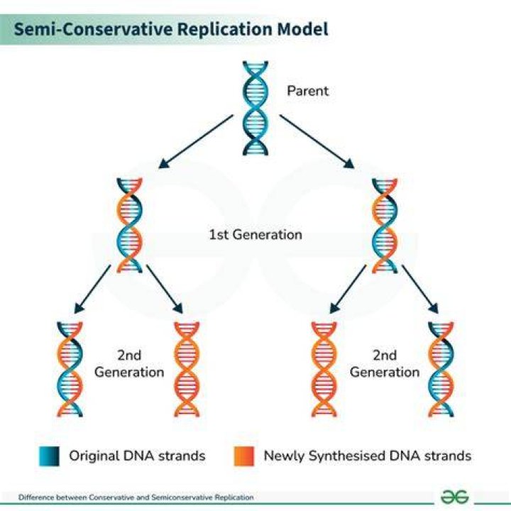 10.2.2 Semiconservative Replication YouTube