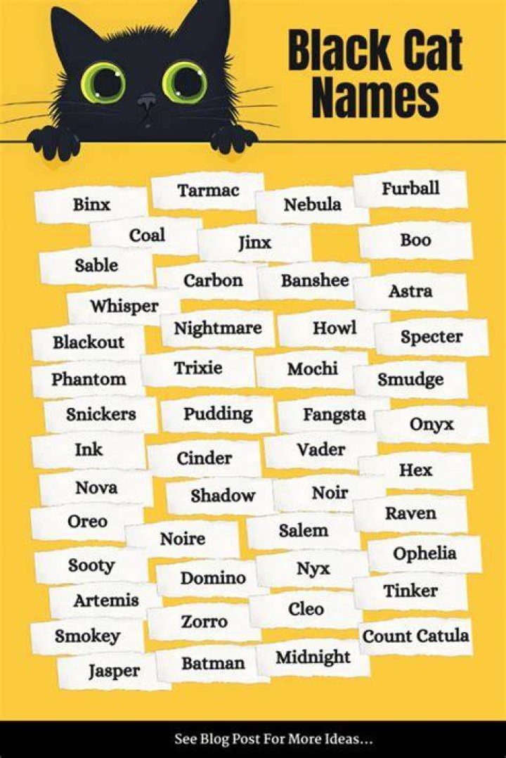 200+ Best Black Cat Names (Unique & Badass) Vocabulary Point
