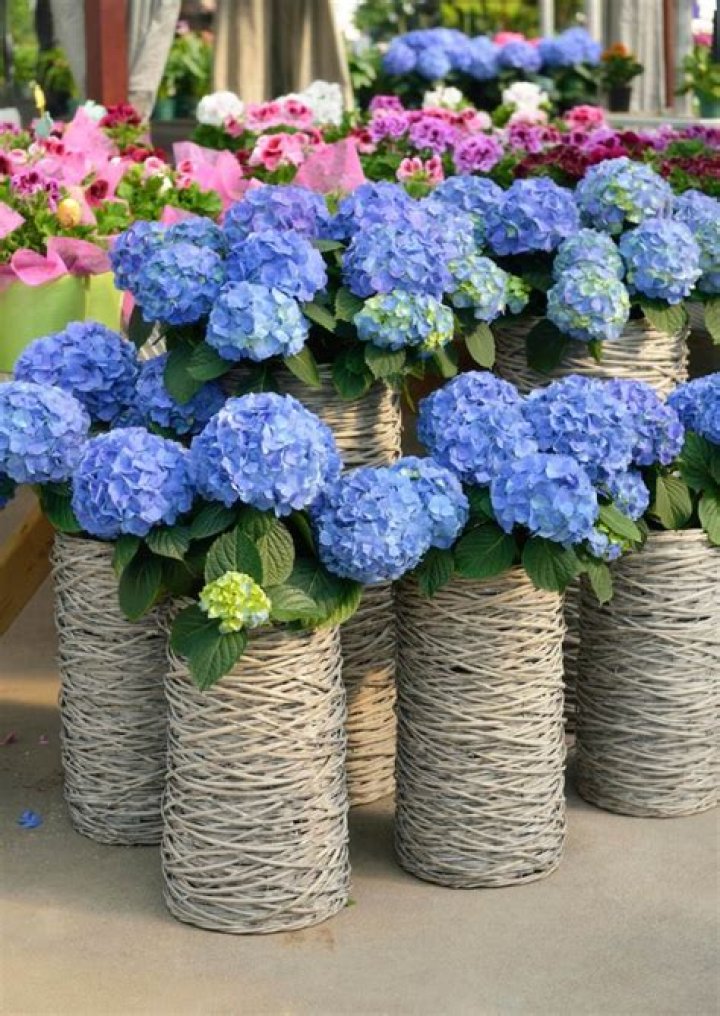 25 Hydrangea Flower Pot and Planter Arrangements (PHOTOS)