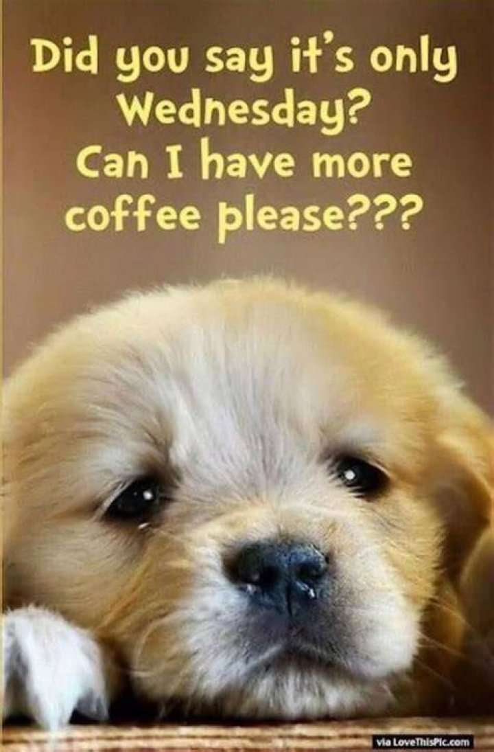 50 Funny Wednesday Memes And Images For MidWeek Humor