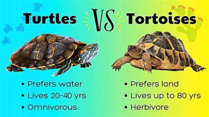 999+ Best Tortoise & Turtle Names (Funny & Cute Ideas) in 2022 Turtle