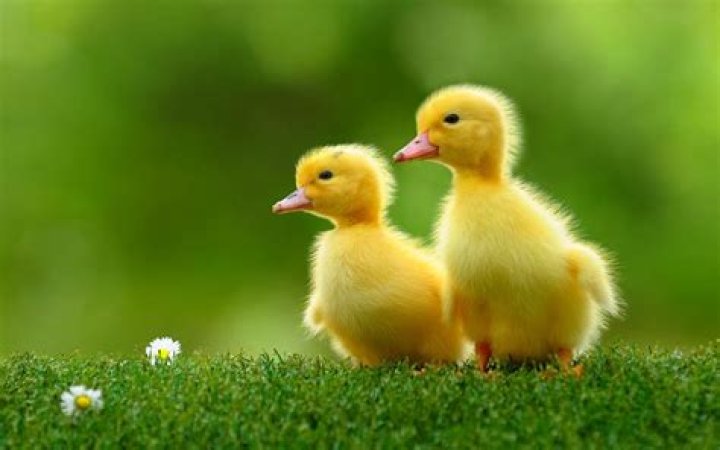 Cute Duck Wallpapers Top Free Cute Duck Backgrounds WallpaperAccess