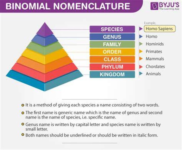 Determine The Order Of Names In The Binomial System