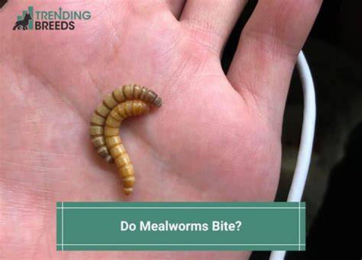 Do Mealworms Bite + Pet Feeding Safety EnviroMom