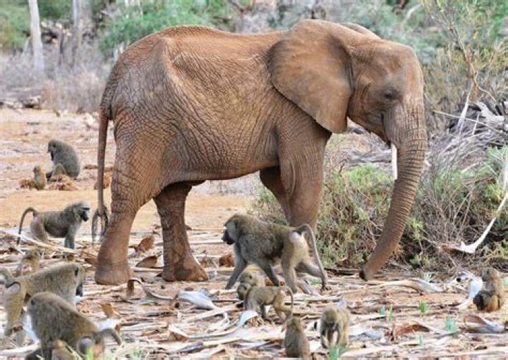 Elephant Fact In Eritrea, the elephants and olive baboons have a very