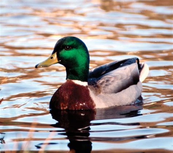 FileMale mallard duck 2.jpg Wikipedia
