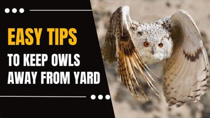 How To Keep Owls Away From Chickens