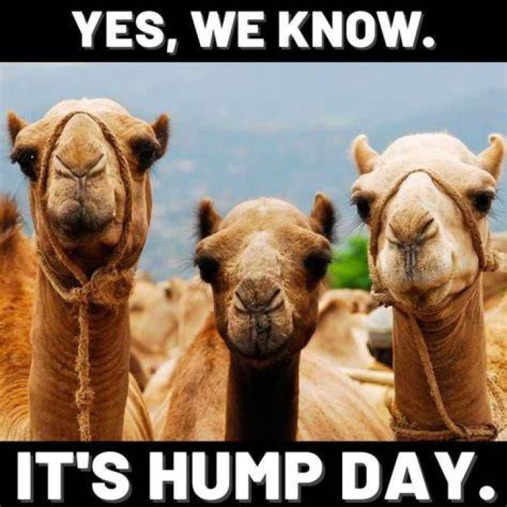 Hump Day Funny Meme