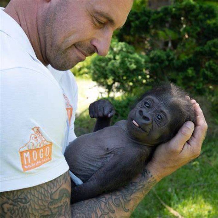 Mogo Wildlife Park&rsquo;s baby gorilla Kaius beating the odds after a tough
