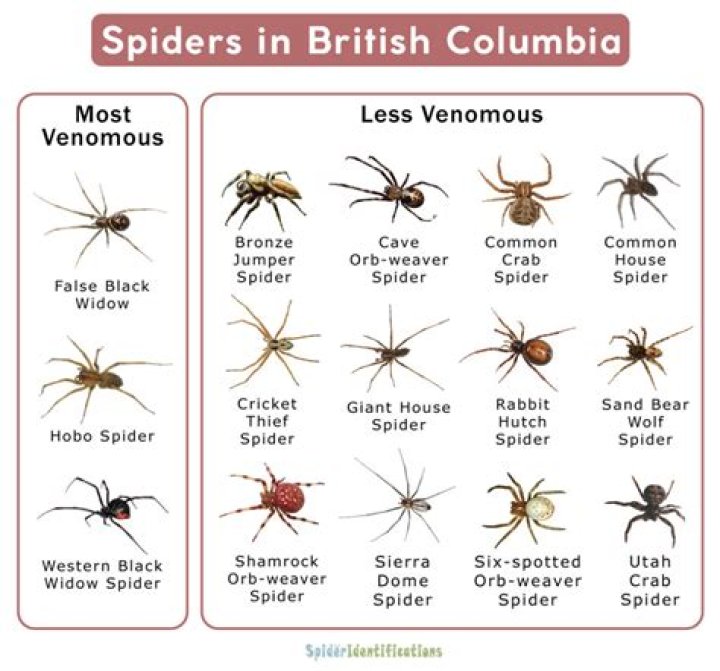 Types of Spiders in BC List with Pictures
