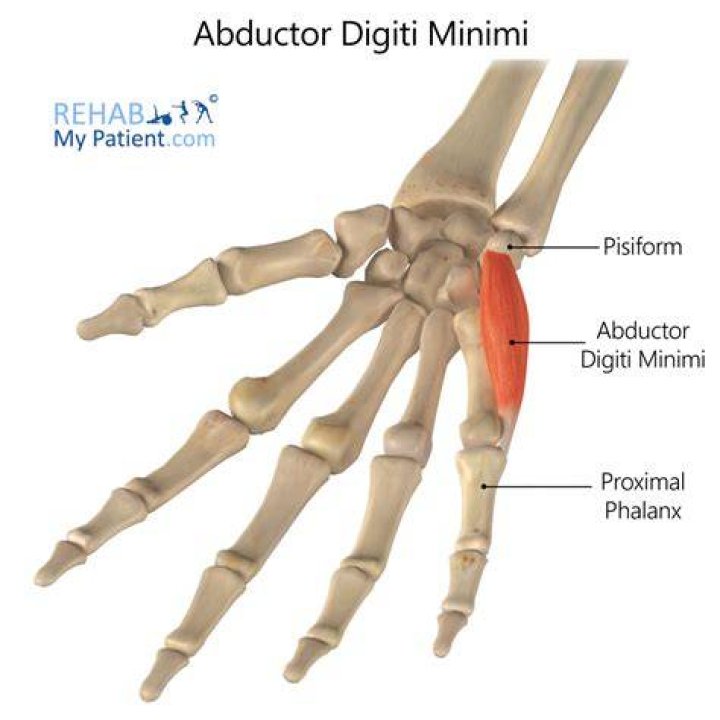 Unravel The Role Of The Abductor Digiti Minimi Muscle: A Comprehensive Guide