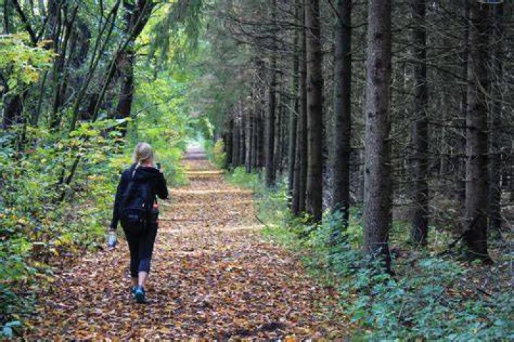 Walking through the woods on a summer's day in Bellingham. Bellingham