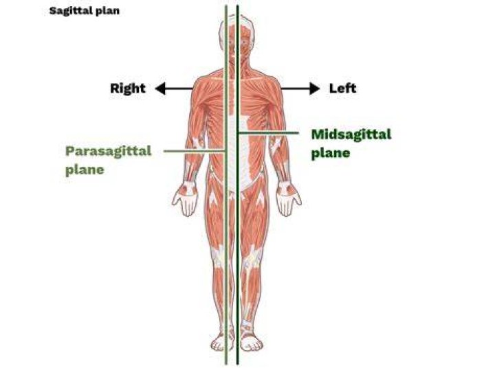 What Is The Median Sagittal In The Human Body?